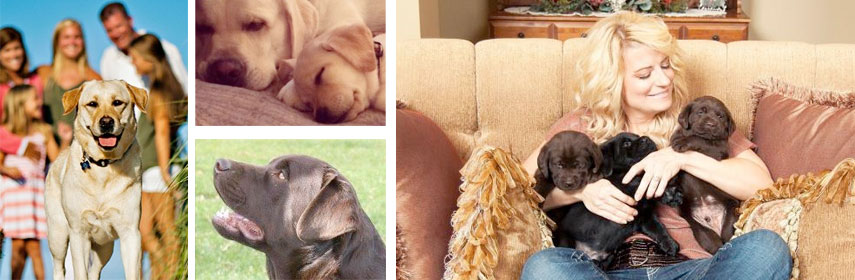 Endless Mountain Labradors Launches Redesigned Website 