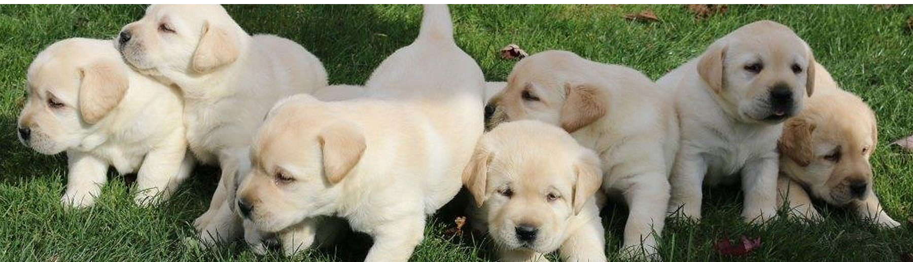 Endless Mountain Labradors Launches Redesigned Website 