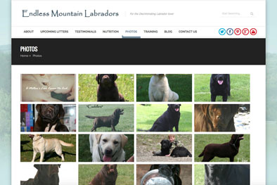 Endless Mountain Labradors