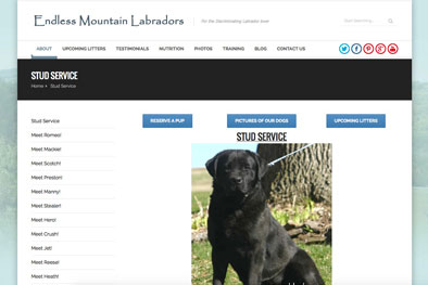 Endless Mountain Labradors